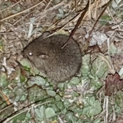 Rattus rattus (Black Rat) at Pialligo, ACT - 6 Sep 2020 by millsse