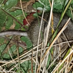 Rattus rattus at Pialligo, ACT - 6 Sep 2020 07:31 PM