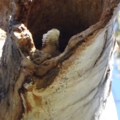 Dacelo novaeguineae (Laughing Kookaburra) at O'Malley, ACT - 6 Sep 2020 by Mike