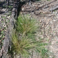 Nassella trichotoma (Serrated Tussock) at Hackett, ACT - 7 Sep 2020 by Avery