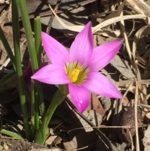 Romulea rosea var. australis at Aranda, ACT - 6 Sep 2020