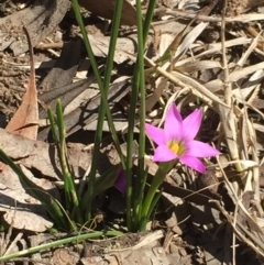 Romulea rosea var. australis at Aranda, ACT - 6 Sep 2020