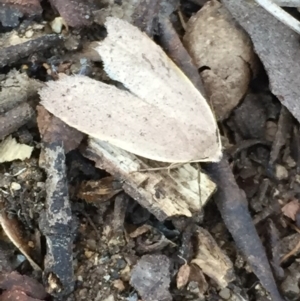 Oecophoridae (family) at Aranda, ACT - 29 Aug 2020