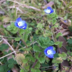 Veronica persica (Creeping Speedwell) at Lower Boro, NSW - 7 Sep 2020 by mcleana