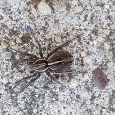 Unidentified Wolf spider (Lycosidae) at Crace, ACT - 7 Sep 2020 by trevorpreston