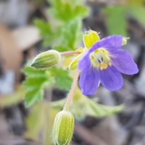 Erodium crinitum at Crace, ACT - 7 Sep 2020