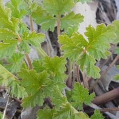 Erodium crinitum at Crace, ACT - 7 Sep 2020