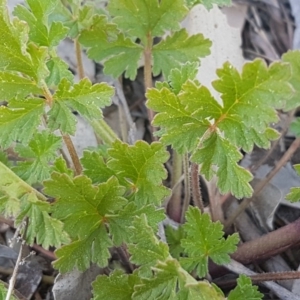 Erodium crinitum at Crace, ACT - 7 Sep 2020