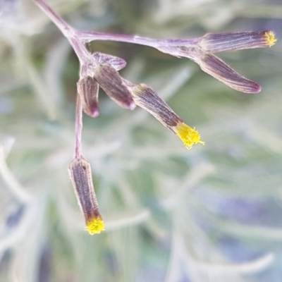 Senecio quadridentatus (Cotton Fireweed) at Crace, ACT - 7 Sep 2020 by tpreston