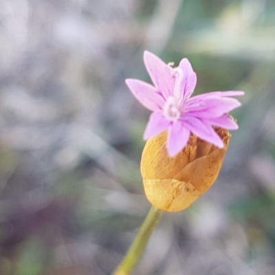 Petrorhagia nanteuilii (Proliferous Pink, Childling Pink) at Crace, ACT - 7 Sep 2020 by trevorpreston