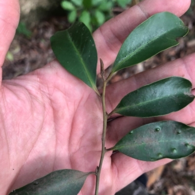 Diospyros australis (Black Plum, Yellow Persimmon, Grey Plum) at Wattamolla, NSW - 1 Sep 2020 by WattaWanderer