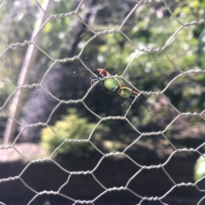 Dindymus versicolor (Harlequin Bug) at Berry, NSW - 22 Aug 2020 by Username279