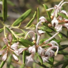 Grevillea sp. at Wattle Ridge - 3 Sep 2020 by GlossyGal