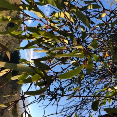 Amyema pendula subsp. pendula (Drooping Mistletoe) at Wattamolla, NSW - 23 Aug 2020 by WattaWanderer
