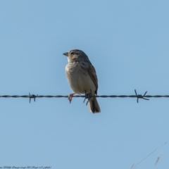 Mirafra javanica (Singing Bushlark) at Wallaroo, NSW - 6 Sep 2020 by Roger