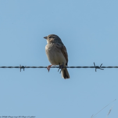 Mirafra javanica (Singing Bushlark) at Wallaroo, NSW - 6 Sep 2020 by Roger