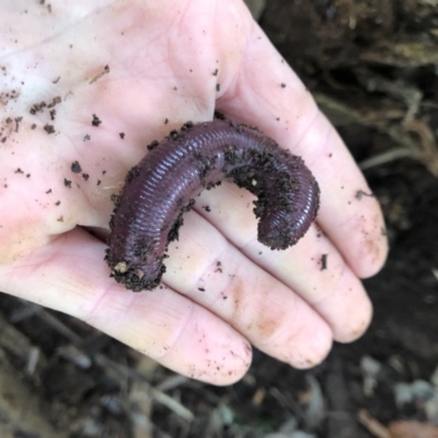 Didymogaster sylvaticus at Wattamolla, NSW - 13 Aug 2020 by WattaWanderer