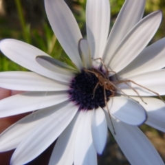 Eutichuridae (family) (Slender sac spider) at Tathra, NSW - 7 Sep 2020 by TathraPreschool