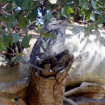 Podargus strigoides (Tawny Frogmouth) at Black Range, NSW - 7 Sep 2020 by MatthewHiggins