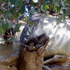 Podargus strigoides (Tawny Frogmouth) at Black Range, NSW - 7 Sep 2020 by MatthewHiggins