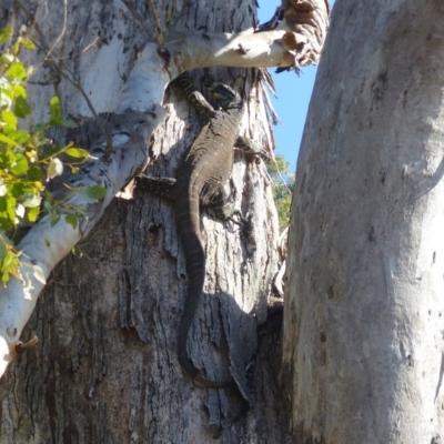 Varanus varius (Lace Monitor) at Black Range, NSW - 7 Sep 2020 by MatthewHiggins