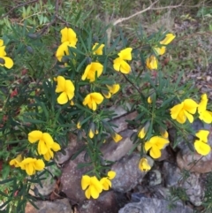 Gompholobium latifolium (Golden Glory Pea, Giant Wedge-pea) at Woodstock, NSW - 6 Sep 2020 by Evelynm