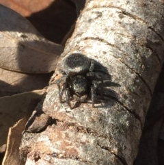 Salticidae (family) at Aranda, ACT - 7 Sep 2020 by Jubeyjubes