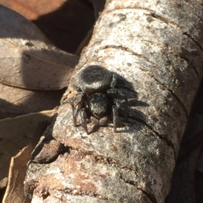 Salticidae (family) at Aranda, ACT - 7 Sep 2020 by Jubeyjubes