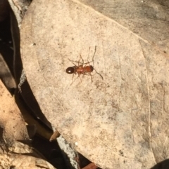 Unverified Ant (Hymenoptera, Formicidae) at Aranda, ACT - 7 Sep 2020 by Jubeyjubes
