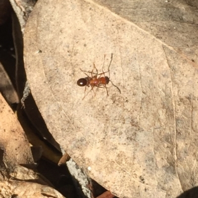 Unverified Ant (Hymenoptera, Formicidae) at Aranda, ACT - 7 Sep 2020 by Jubeyjubes
