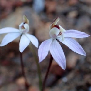 Caladenia fuscata at O'Connor, ACT - suppressed