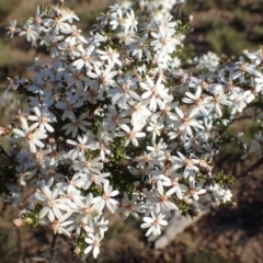 Olearia microphylla (Olearia) at O'Connor, ACT - 7 Sep 2020 by RWPurdie