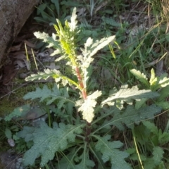 Senecio hispidulus (Hill Fireweed) at Isaacs Ridge - 6 Sep 2020 by Mike