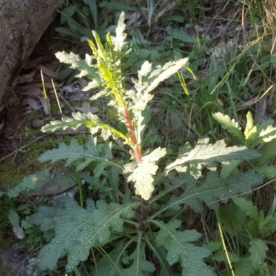 Senecio hispidulus (Hill Fireweed) at Isaacs, ACT - 6 Sep 2020 by Mike