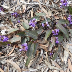 Hardenbergia violacea at Holt, ACT - 5 Sep 2020 10:18 AM