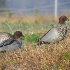 Chenonetta jubata (Australian Wood Duck) at Quaama, NSW - 21 Jul 2020 by Jackie Lambert