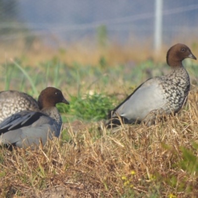 Chenonetta jubata (Australian Wood Duck) at Quaama, NSW - 21 Jul 2020 by Jackie Lambert