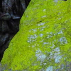 Unidentified Lichen at Quaama, NSW - 22 Jul 2020 by Jackie Lambert