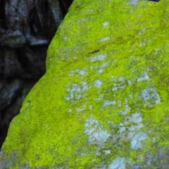 Unidentified Lichen at Quaama, NSW - 22 Jul 2020 by JackieLambert