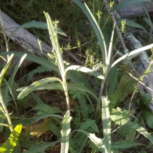 Senecio quadridentatus at Isaacs, ACT - 6 Sep 2020