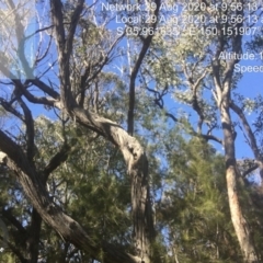 Native tree with hollow(s) (Native tree with hollow(s)) at Congo, NSW - 28 Aug 2020 by nickhopkins