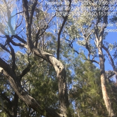 Native tree with hollow(s) (Native tree with hollow(s)) at Congo, NSW - 28 Aug 2020 by nickhopkins