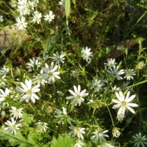 Stellaria pungens at Isaacs Ridge - 6 Sep 2020