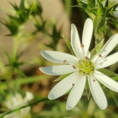 Stellaria pungens at Isaacs Ridge - 6 Sep 2020