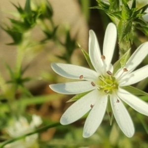 Stellaria pungens at Isaacs Ridge - 6 Sep 2020