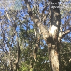 Native tree with hollow(s) (Native tree with hollow(s)) at Congo, NSW - 28 Aug 2020 by nickhopkins