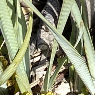 Lomandra bracteata (Small Matrush) at Red Hill, ACT - 6 Sep 2020 by KL