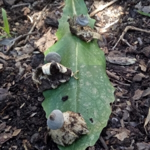 Geastrum tenuipes at Page, ACT - suppressed