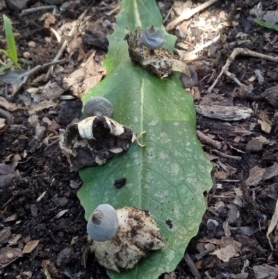 Geastrum tenuipes (An earthstar) at Page, ACT - 30 Aug 2020 by CattleDog