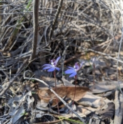 Cyanicula caerulea (Blue Fingers, Blue Fairies) at Carwoola, NSW - 7 Sep 2020 by MattM